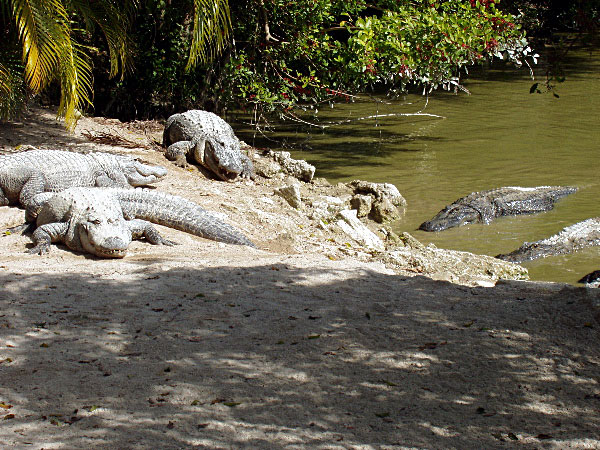 Alligators!