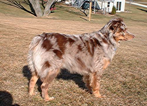 Sydney looking for rabbits!