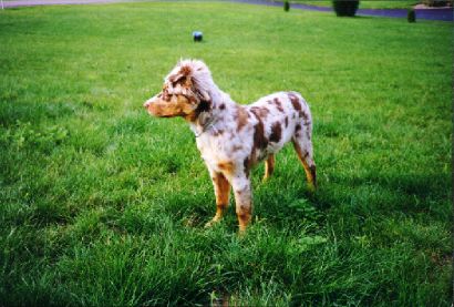 Sydney on the lawn