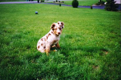 Sydney on the lawn